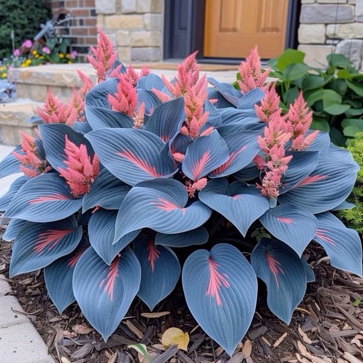 Semillas raras de hosta multicolor-ES