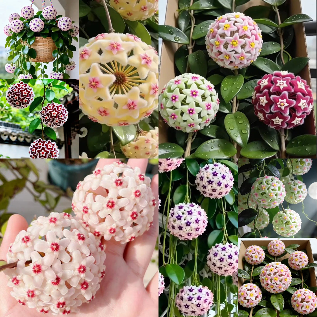 ✨Λαμπτήρες Hoya – Αστέρια που πέφτουν από τον ουρανό✨-GR