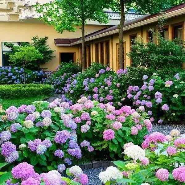 🌈Mezcla de semillas de hortensias: hermosas y resistentes semillas perennes para tu jardín.-ES