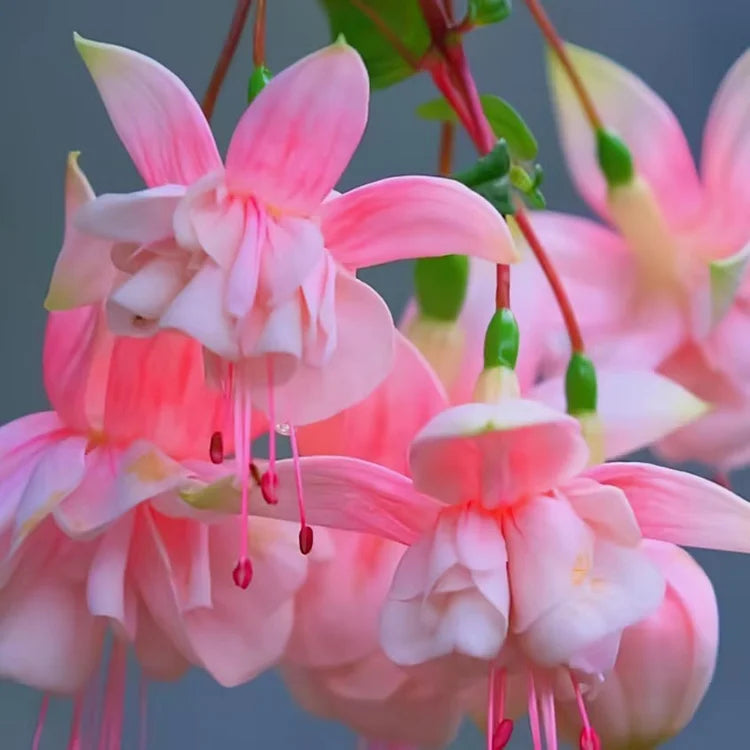 🌺Semena fuksije - cvet svetilke-SI