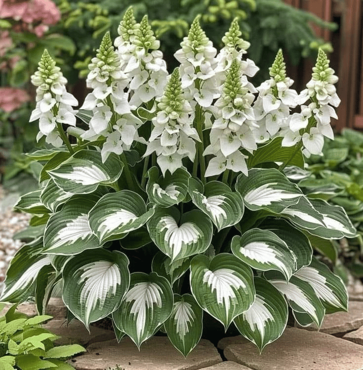 🔥Último día de venta🔥Semillas de hosta premium raras🌿Planta tolerante a la sombra-ES