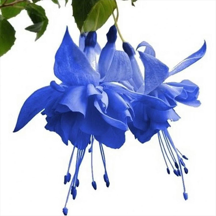 🌺Semena fuksije - cvet svetilke-SI