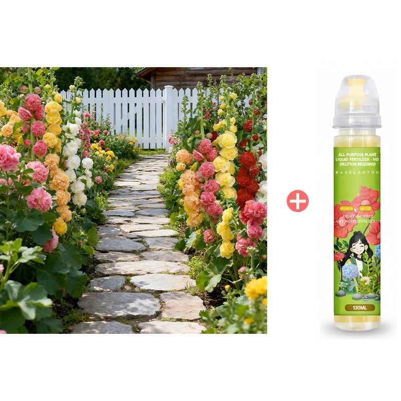 🌸Ανθοφόροι πολυετείς σπόροι μολόχας🌸-GR