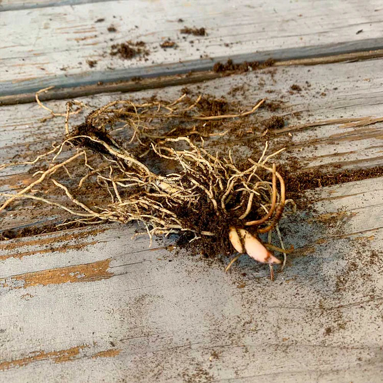 💐 PASLĖNIO LELIJA – ATĖJA LAIMĖ-LT