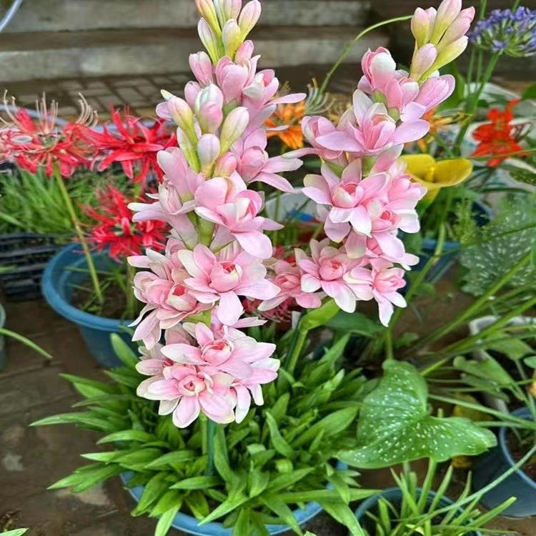 Nardo doble 🌸 - Flor bulbosa grande-ES