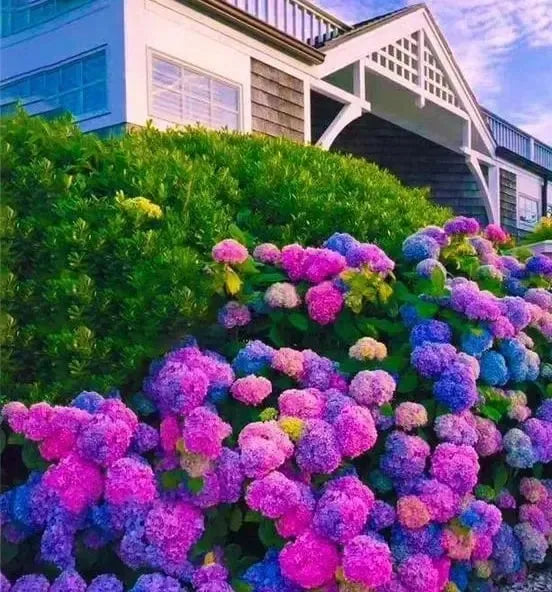 🌈Mezcla de semillas de hortensias: hermosas y resistentes semillas perennes para tu jardín.-ES