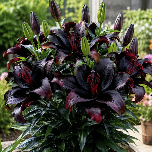Lirio mágico negro 🌺 Bulbos de lirio perfumado: frescos y dulces-ES