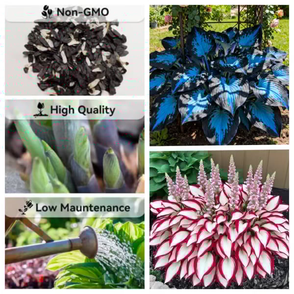 🔥Último día de venta🔥Semillas de hosta premium raras🌿Planta tolerante a la sombra-ES