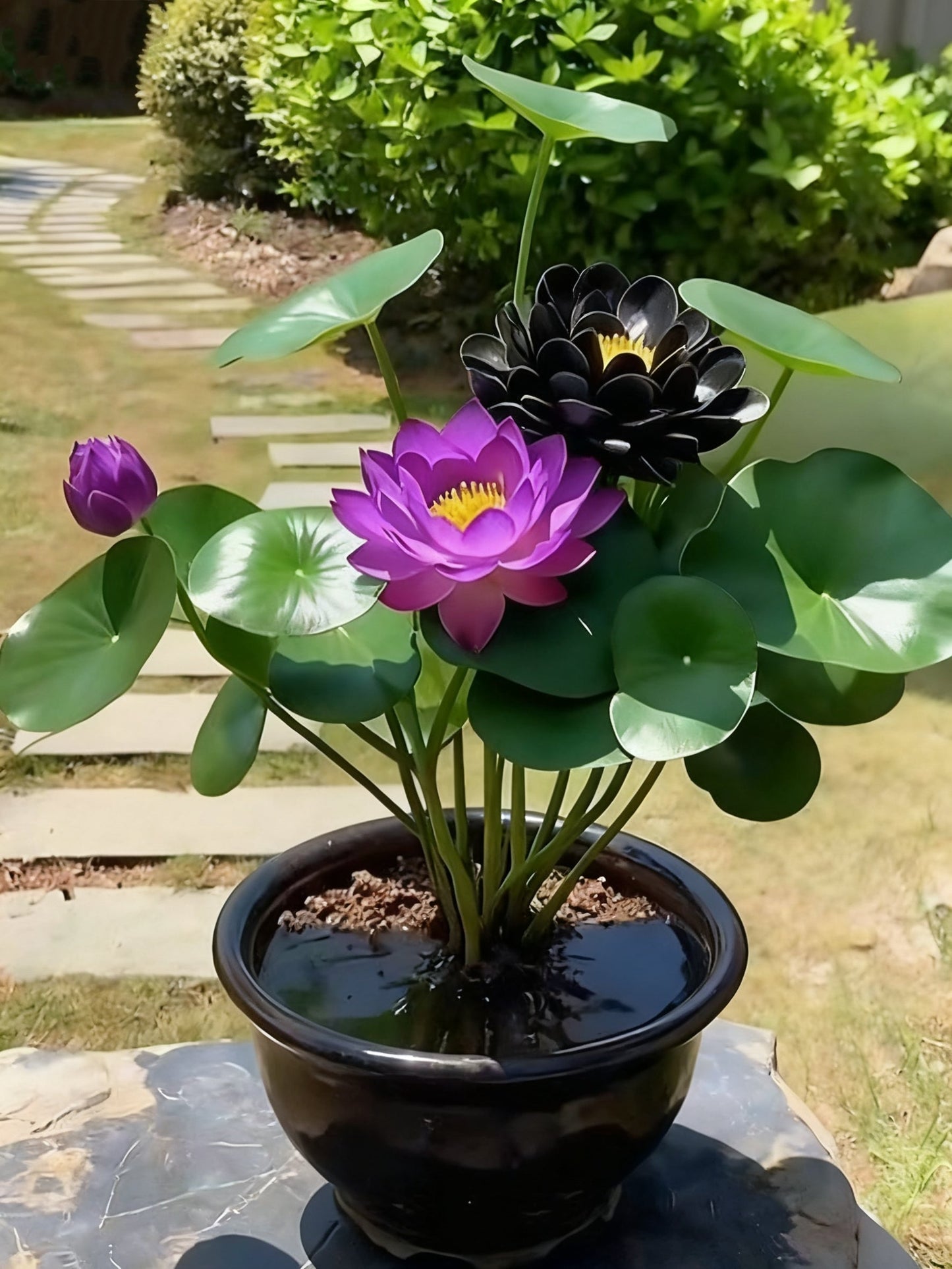 🌌💜 Loto de sombra: una belleza singular en tu jardín🌸-ES