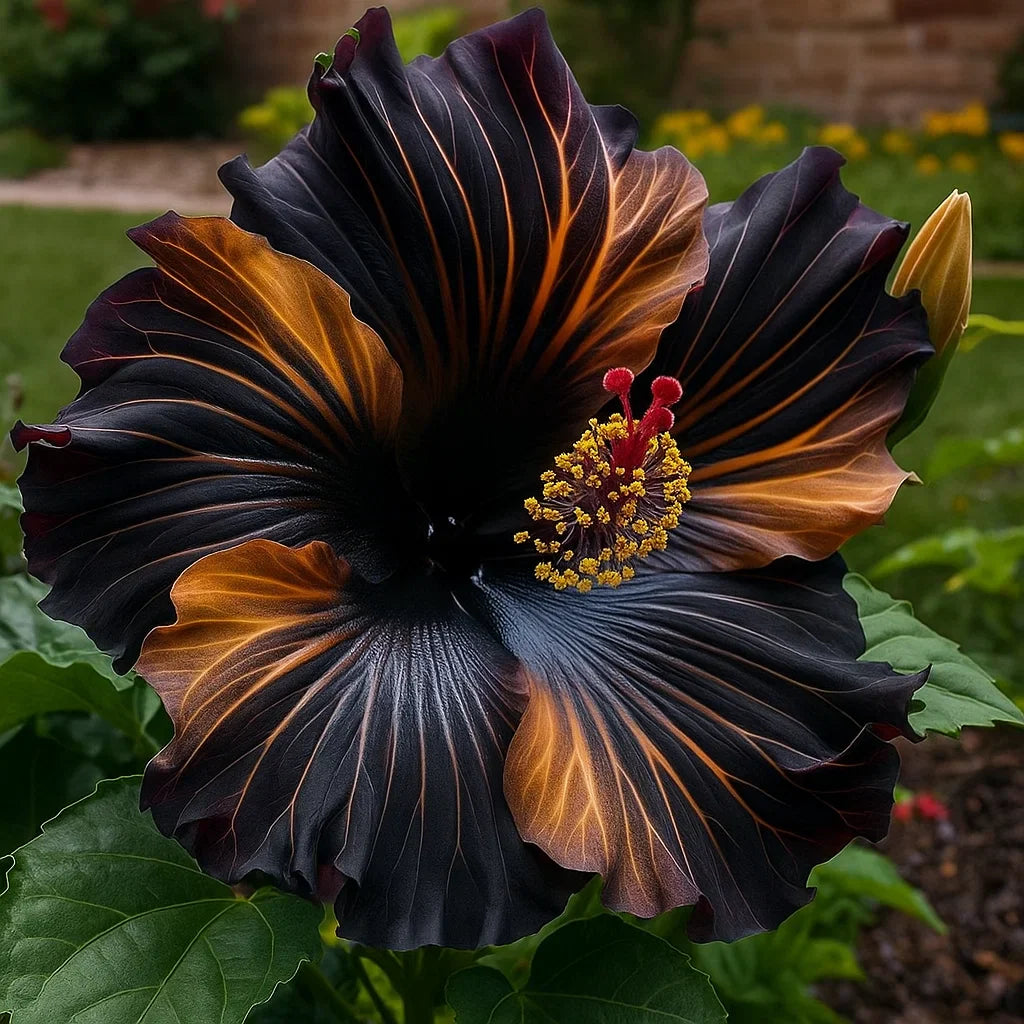 🔥 KARŠTAS IŠPARDAVIMAS - 50% NUOLAIDA 🔥🌸 Dvigubų hibisko sėklos - Lengva auginti 🌸-LT