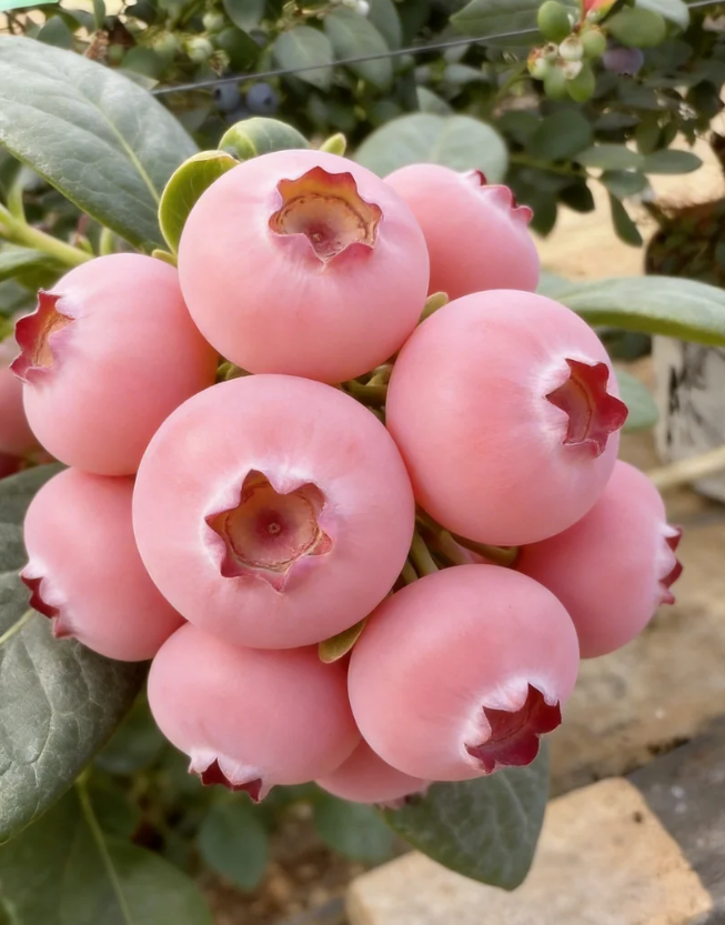 „Pink Bliss“ mėlynių sėklos – dvigubas saldumas-LT