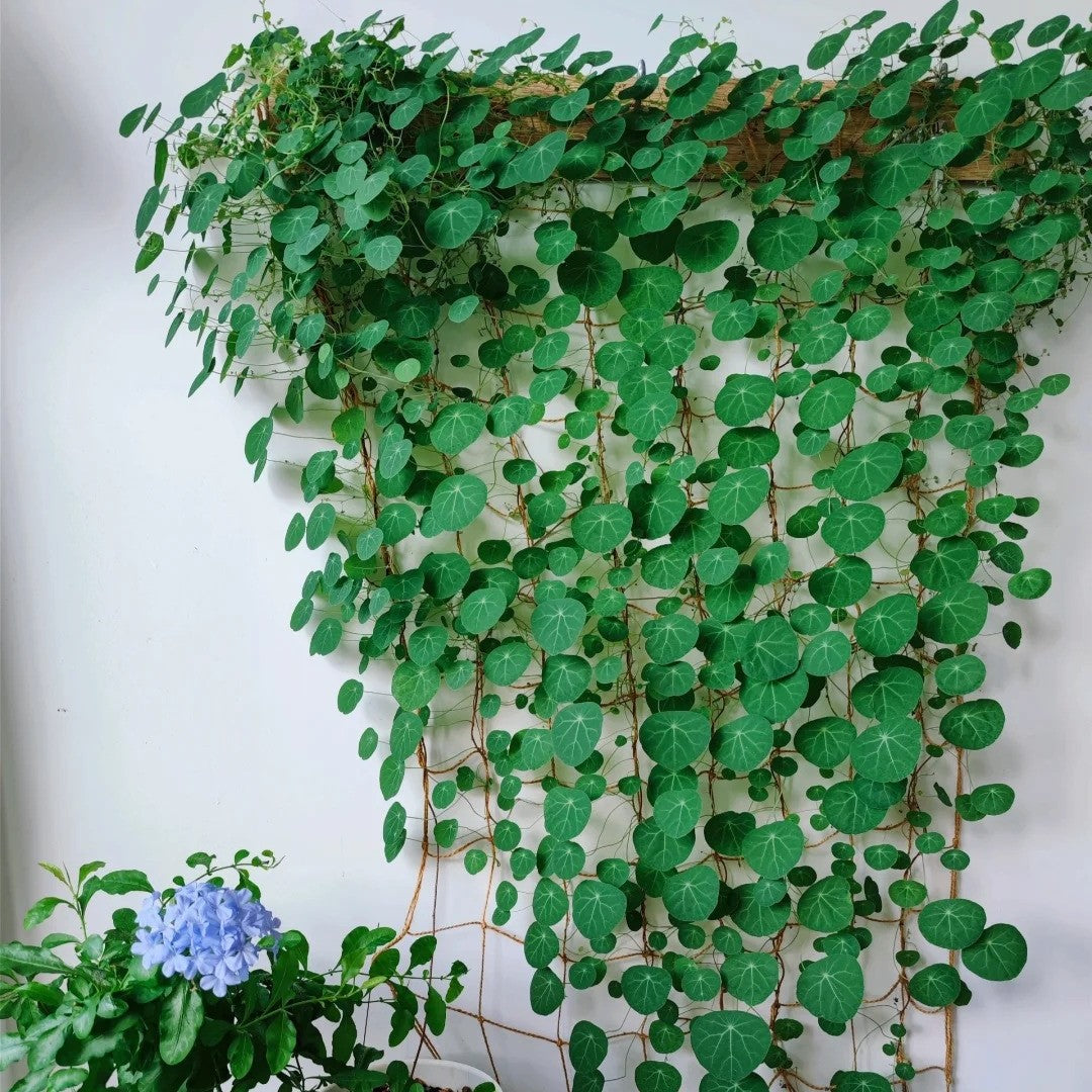 Stephania Erecta: La planta de interior más resistente para los perezosos-ES