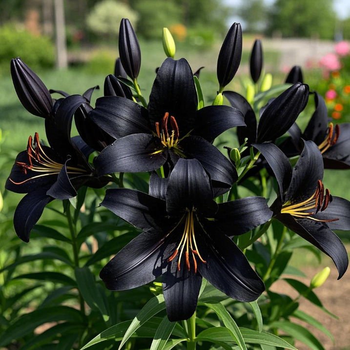 🌺Dišeče čebulice lilij – sveže in sladke-SI