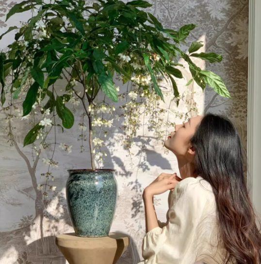 🌸Zimski viseči jasmin – sanjska sobna rastlina🌿❄️-SI