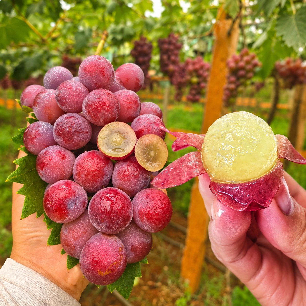 Riboto leidimo nauja veislė – „Queen Nina“ vynuogių sėklos saldžiam, sultingam sodo derliui 🍇-LT