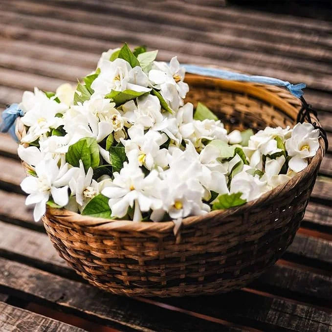 PASKUTINĖS DIENOS akcija – 35 % NUOLAIDA 🌸 Vazoninis augalas su jazminais (🌱Išlikimo garantija: nemokami pakeitimai🌿)-LT