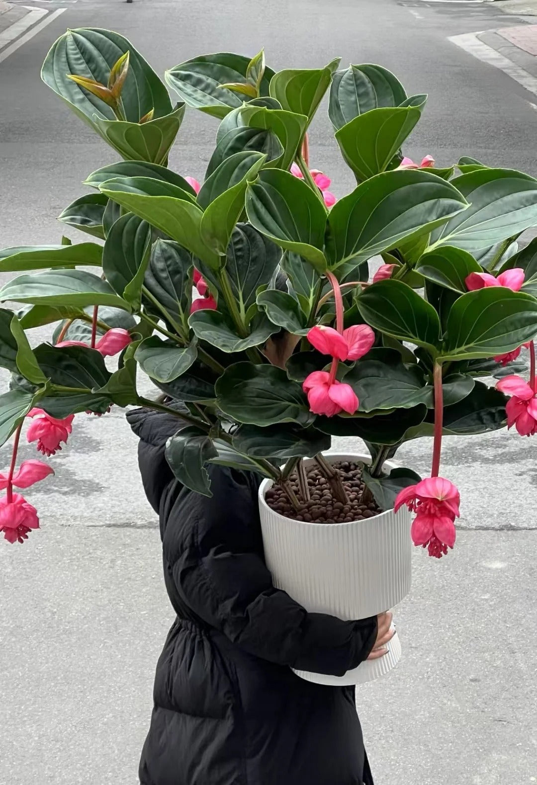 Semena vrtnice - gojite kraljico rož na svojem vrtu-SI