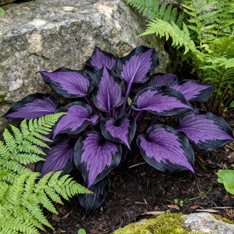 💥Καυτή Προσφορά 2025 🌌Σπόροι Hosta Midnight Purple Heart, ένα πολυετές φυτό που αγαπά τη σκιά για τον κήπο-GR