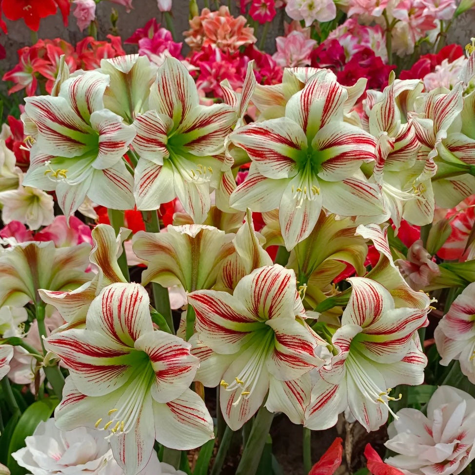 Bulbos de amarilis de flores dobles🌼-ES