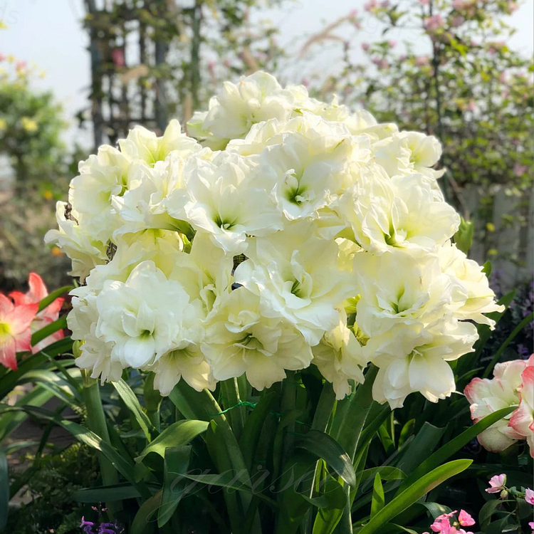 Βολβοί Αμαρυλλίς με Διπλά Άνθη🌼-GR