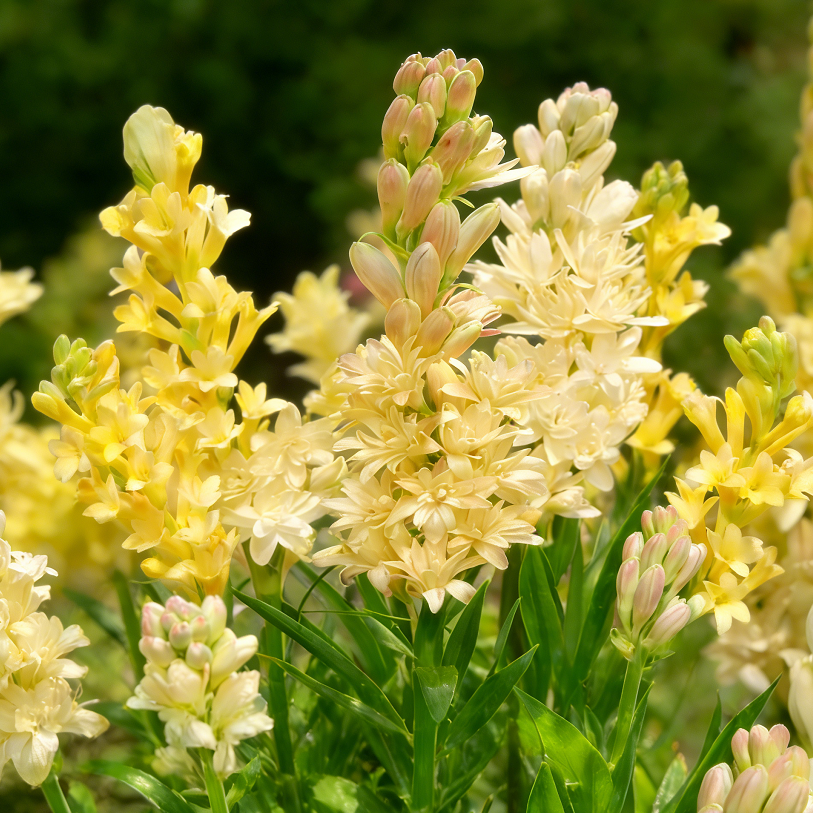 🌺Βολβοί διπλού αρώματος Tuberose – Moon Garden Flower-GR
