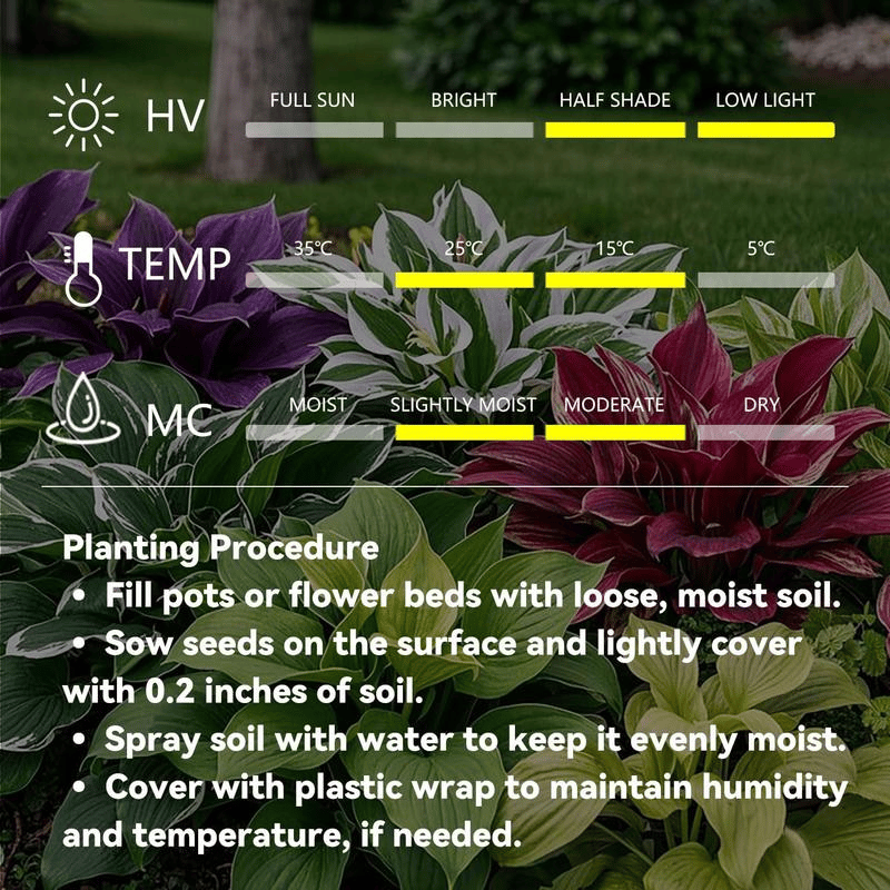 🌿 Retos Hosta svogūnėlės🎁 Specialus pasiūlymas 2025 m.-LT