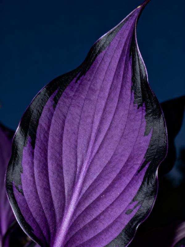 💥Καυτή Προσφορά 2025 🌌Σπόροι Hosta Midnight Purple Heart, ένα πολυετές φυτό που αγαπά τη σκιά για τον κήπο-GR