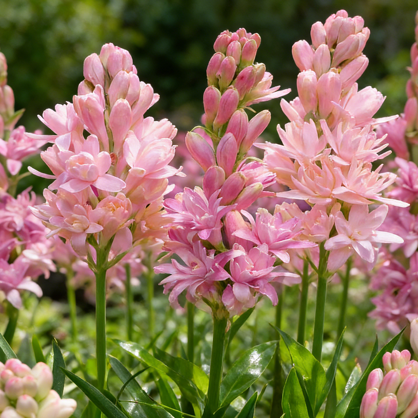 🌺Βολβοί διπλού αρώματος Tuberose – Moon Garden Flower-GR