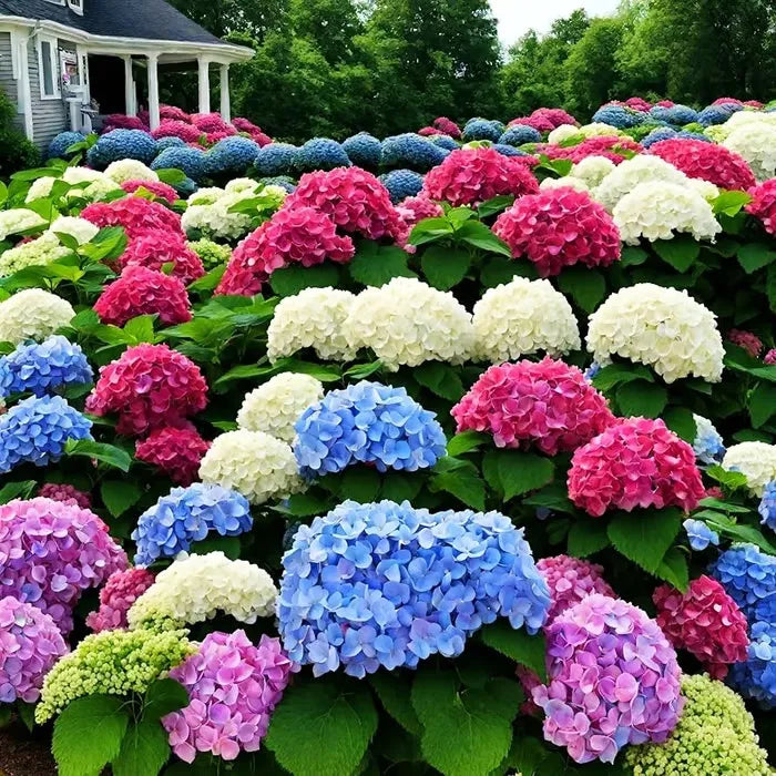 🌈Mezcla de semillas de hortensias: hermosas y resistentes semillas perennes para tu jardín.-ES