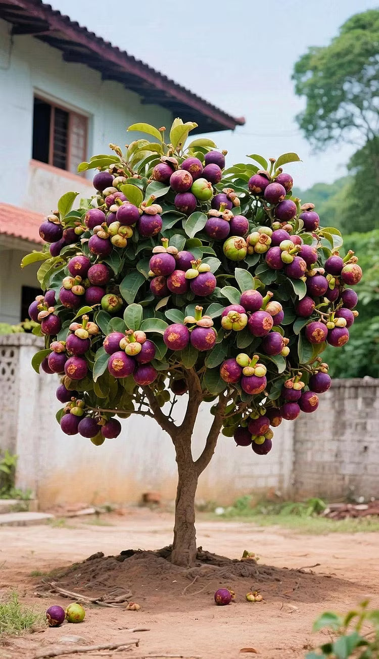 👑 Sadika drevesa mangostina Purple Crown – Gojite edinstvene vijolične plodove doma-SI