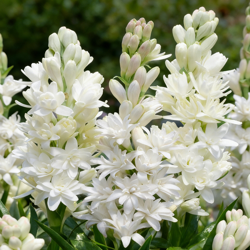 🌺Βολβοί διπλού αρώματος Tuberose – Moon Garden Flower-GR