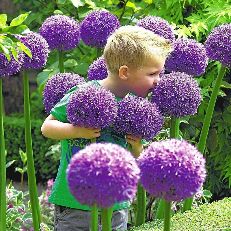Ukrasni cvijet luka Allium Giganteum-HR