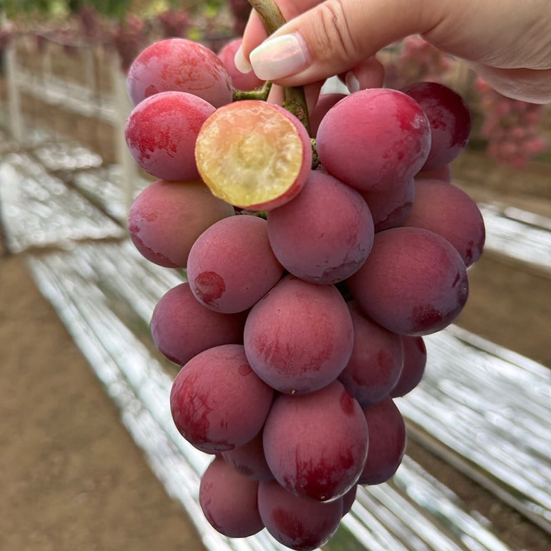 Riboto leidimo nauja veislė – „Queen Nina“ vynuogių sėklos saldžiam, sultingam sodo derliui 🍇-LT