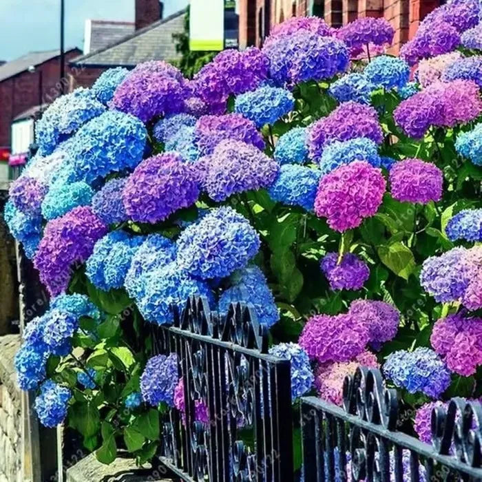 🌈Mezcla de semillas de hortensias: hermosas y resistentes semillas perennes para tu jardín.-ES