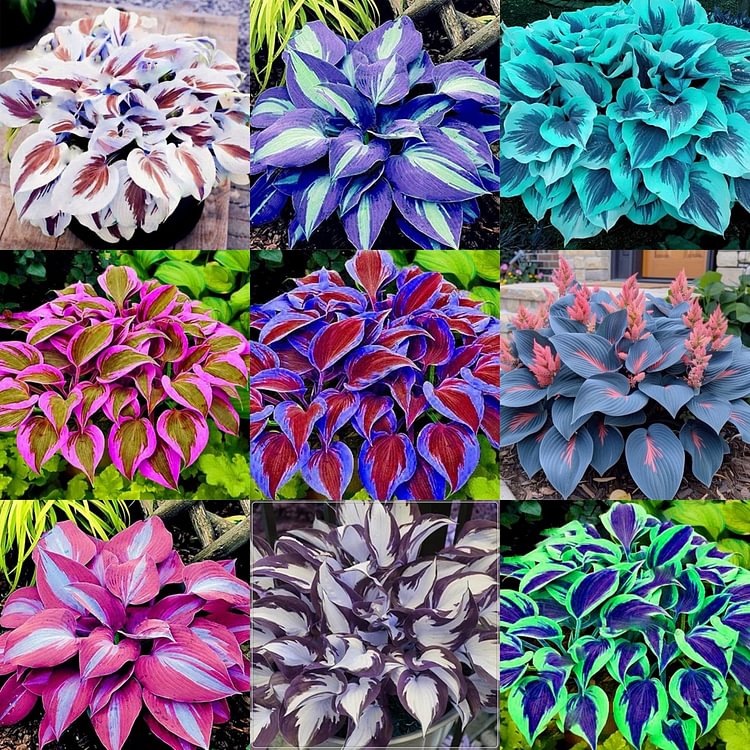 Semillas raras de hosta multicolor-ES