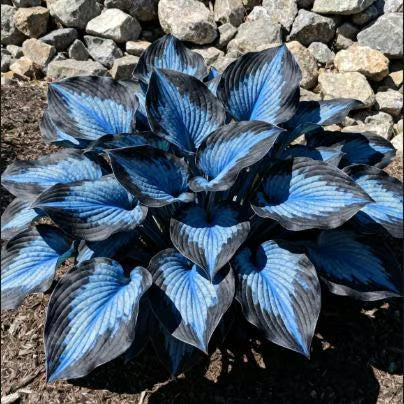 💥Καυτή Προσφορά 2025 🌌Σπόροι Hosta Midnight Purple Heart, ένα πολυετές φυτό που αγαπά τη σκιά για τον κήπο-GR
