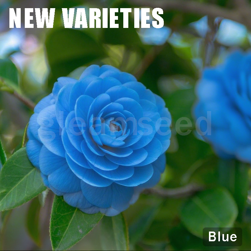 ✨Semillas de flores de camelia: 8 colores románticos, la belleza de la floración invernal-ES