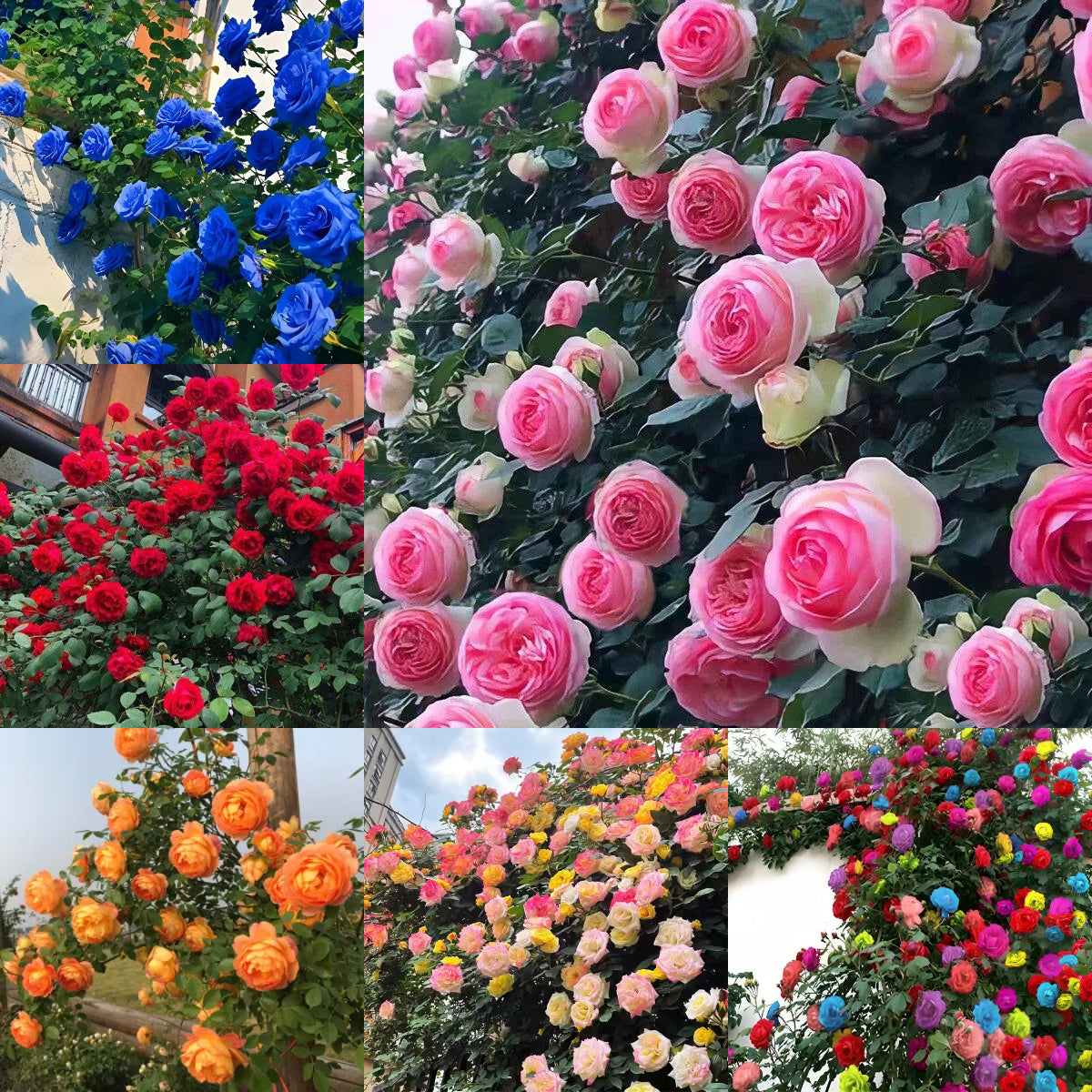 Sjeme ruže penjačice🌹-HR