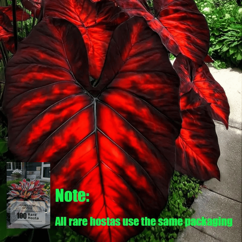 🌿 Retos Hosta svogūnėlės🎁 Specialus pasiūlymas 2025 m.-LT