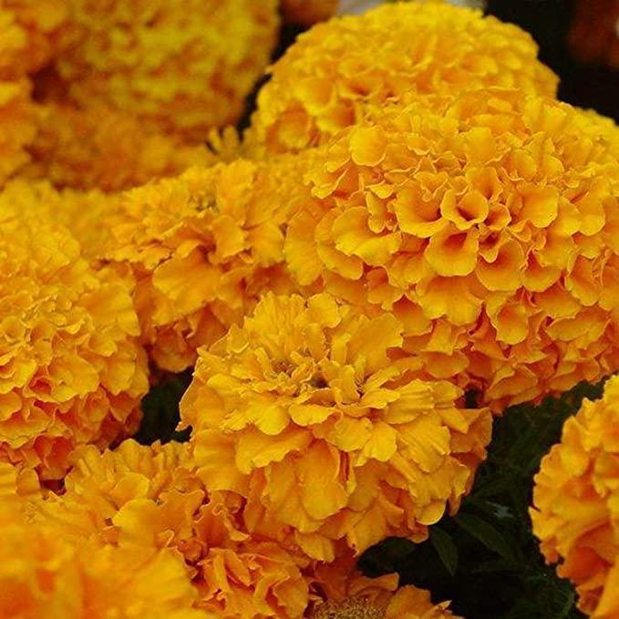 Σπόροι Ορτανσίας: Ανακαλύψτε την ομορφιά της φύσης-GR