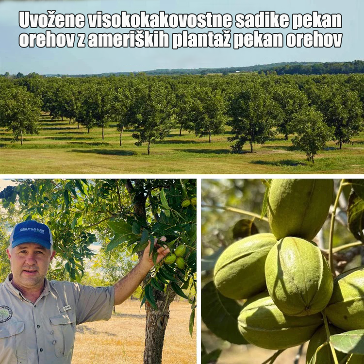Sadike pekan orehov, uvožene iz Amerike-SI
