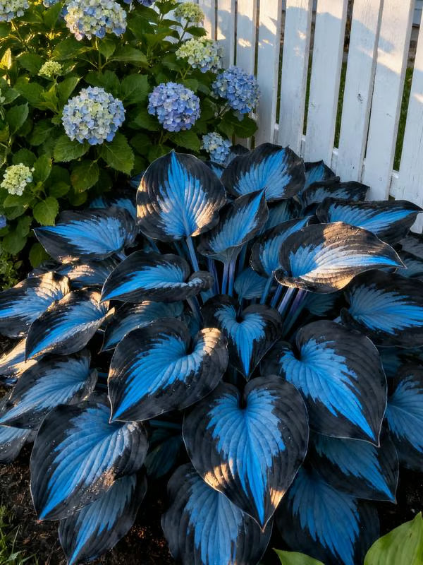 💥Καυτή Προσφορά 2025 🌌Σπόροι Hosta Midnight Purple Heart, ένα πολυετές φυτό που αγαπά τη σκιά για τον κήπο-GR
