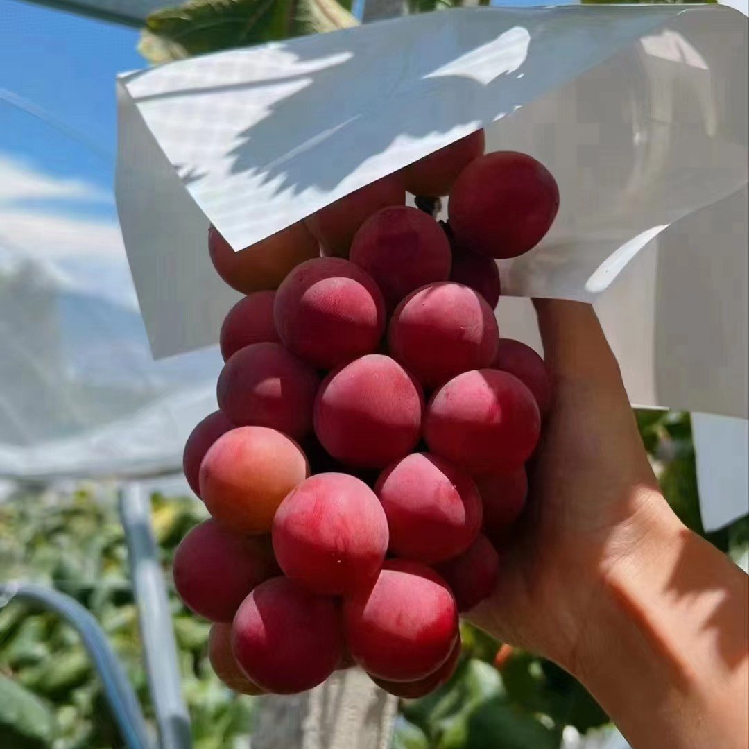 Riboto leidimo nauja veislė – „Queen Nina“ vynuogių sėklos saldžiam, sultingam sodo derliui 🍇-LT