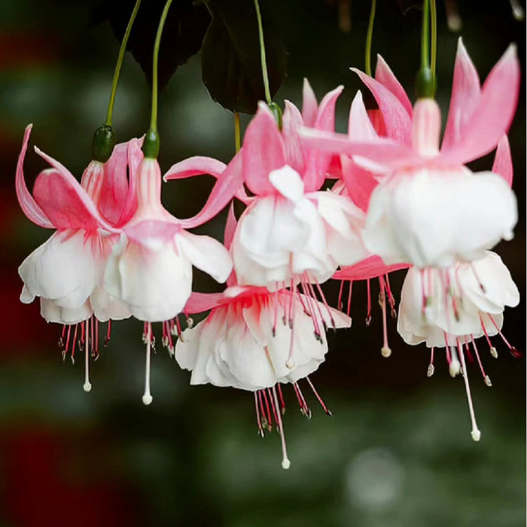 🌺Semena fuksije - cvet svetilke-SI