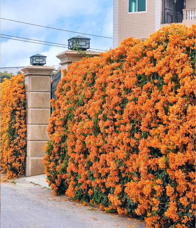 Fejerverkų gėlių sėklos-LT