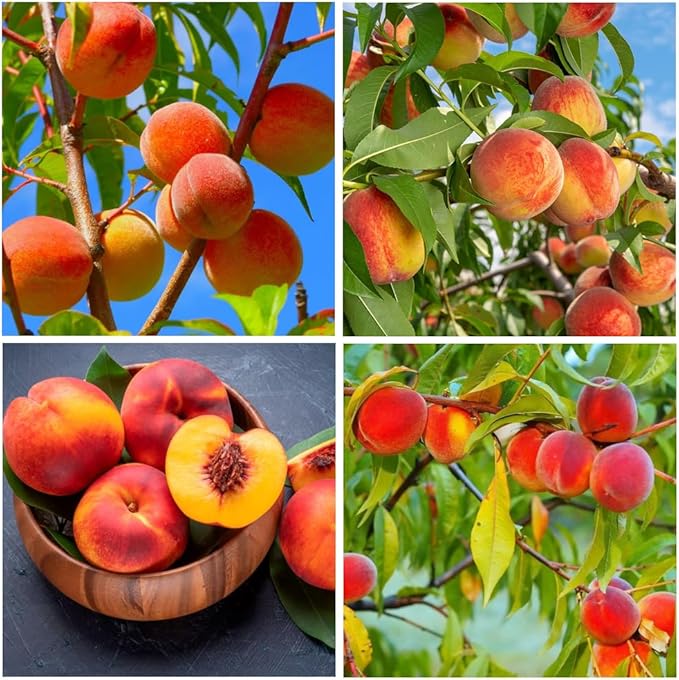 🍑Πολύ γλυκοί και ζουμεροί σπόροι ροδάκινου-GR
