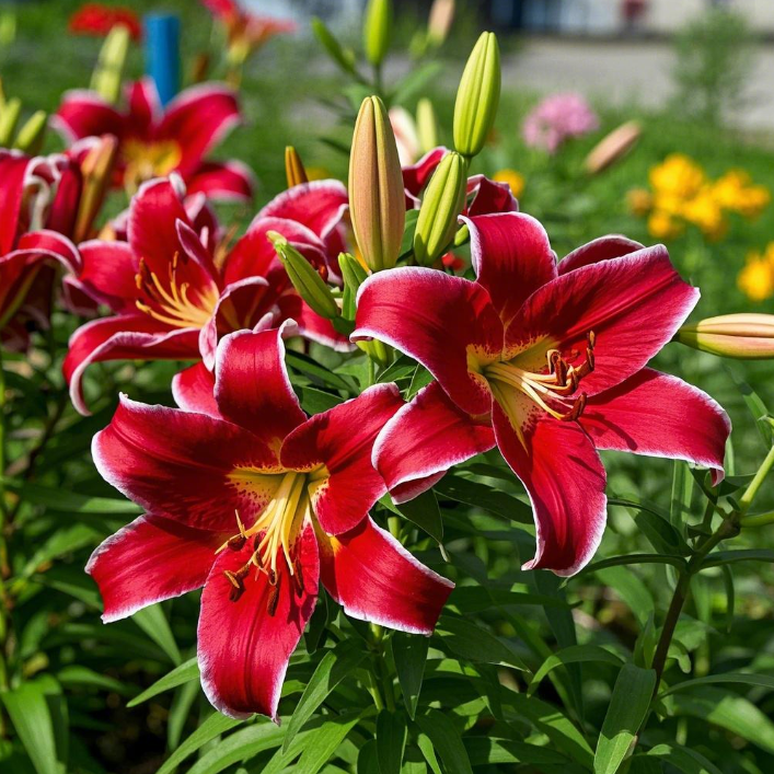 🌺Dišeče čebulice lilij – sveže in sladke-SI