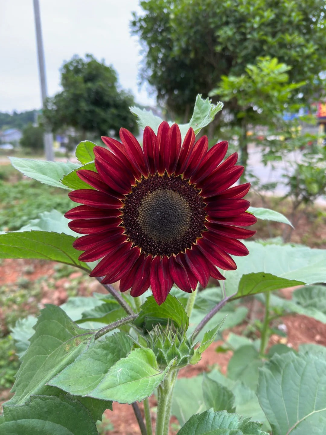 Σπόροι ηλίανθου Red Wave Hybrid-GR