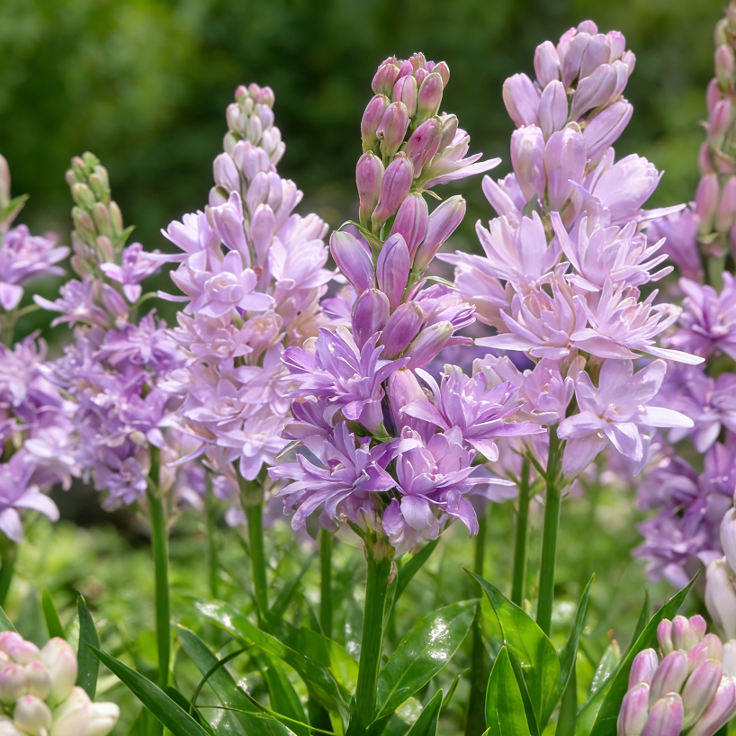 🌺Βολβοί διπλού αρώματος Tuberose – Moon Garden Flower-GR