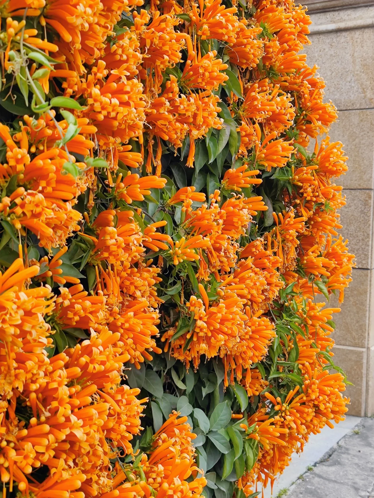 Fejerverkų gėlių sėklos-LT